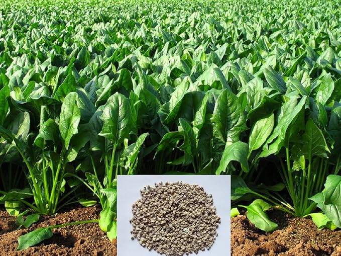 Spinach Seeds - Iron Rich